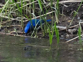 Fri, 5/3/2024 Birding report at 福井緑地(札幌市西区)