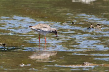 Common Redshank Kasai Rinkai Park Fri, 5/3/2024