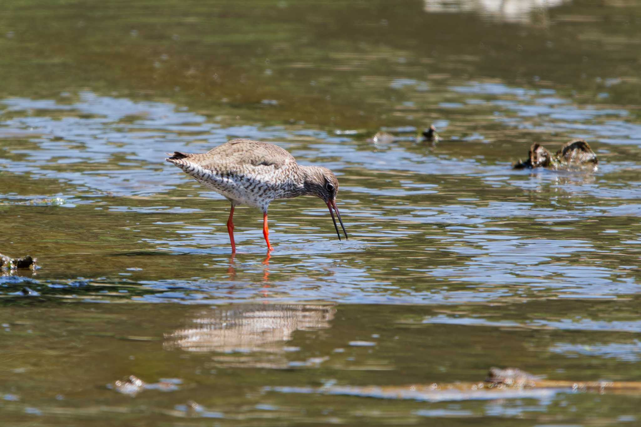 Common Redshank