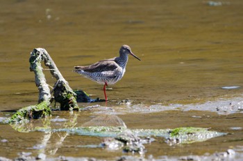 Common Redshank Kasai Rinkai Park Fri, 5/3/2024