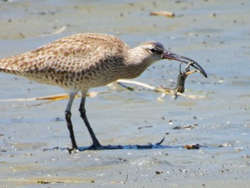 Eurasian Whimbrel Kasai Rinkai Park Fri, 5/3/2024