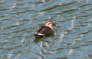 カルガモ 三木総合防災公園 2019年1月2日(水)