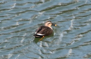 三木総合防災公園 カルガモの写真 by Shunsuke Hirakawa