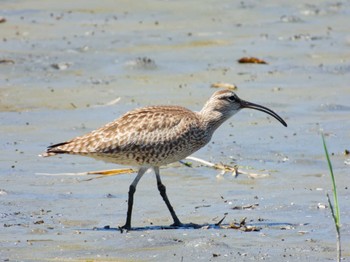 Eurasian Whimbrel Kasai Rinkai Park Fri, 5/3/2024