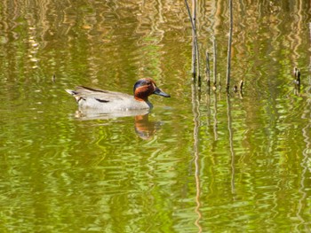 Eurasian Teal Kasai Rinkai Park Fri, 5/3/2024