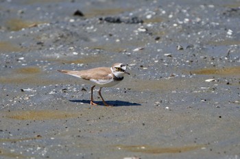 Little Ringed Plover Kasai Rinkai Park Fri, 5/3/2024