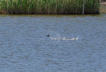 ツバメ 葛西臨海公園 2024年5月3日(金)