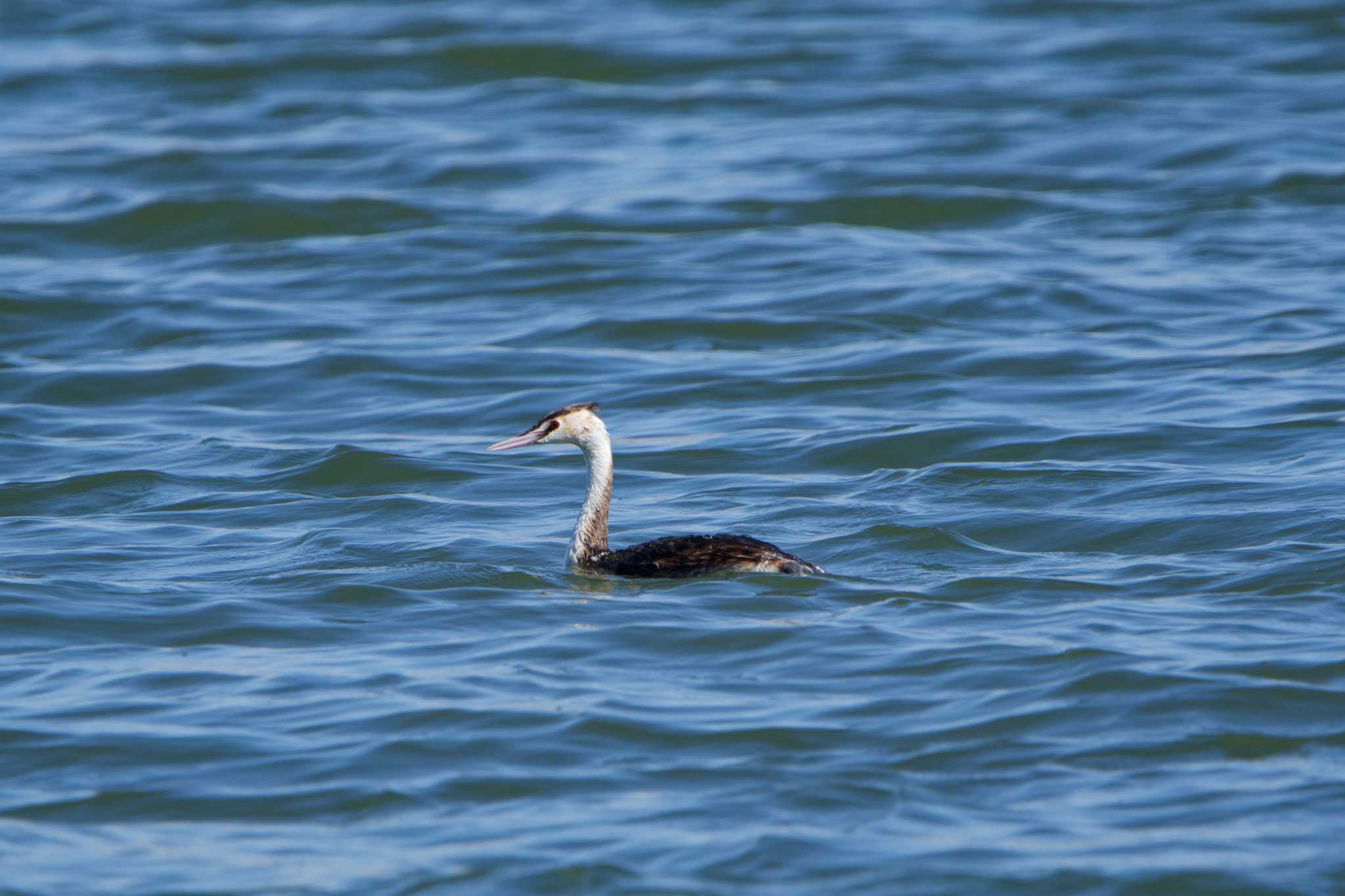 Great Crested Grebe