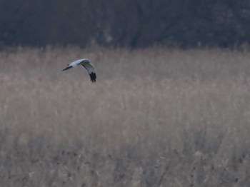 ハイイロチュウヒ 場所が不明 2018年12月26日(水)