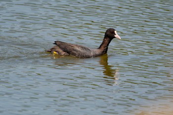 Eurasian Coot Kasai Rinkai Park Fri, 5/3/2024