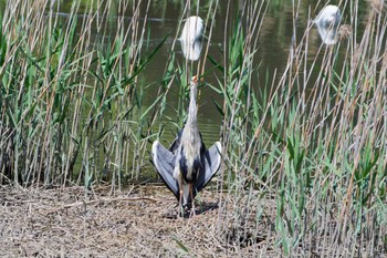 Grey Heron Kasai Rinkai Park Fri, 5/3/2024