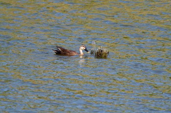 Eastern Spot-billed Duck Kasai Rinkai Park Fri, 5/3/2024