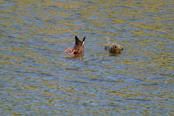 Eastern Spot-billed Duck Kasai Rinkai Park Fri, 5/3/2024