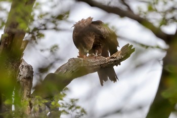 Black Kite 多摩川 Thu, 4/18/2024