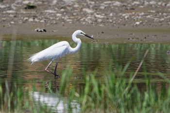 Great Egret Kasai Rinkai Park Fri, 5/3/2024