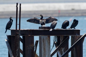 Great Cormorant Kasai Rinkai Park Fri, 5/3/2024