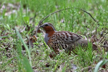 Chinese Bamboo Partridge 山梨県森林公園金川の森(山梨県笛吹市) Tue, 4/16/2024