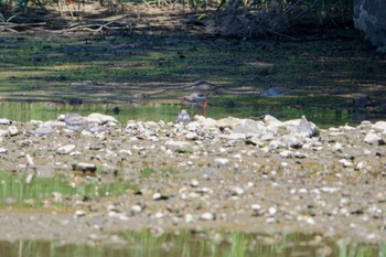 アカアシシギ 葛西臨海公園 2024年5月3日(金)