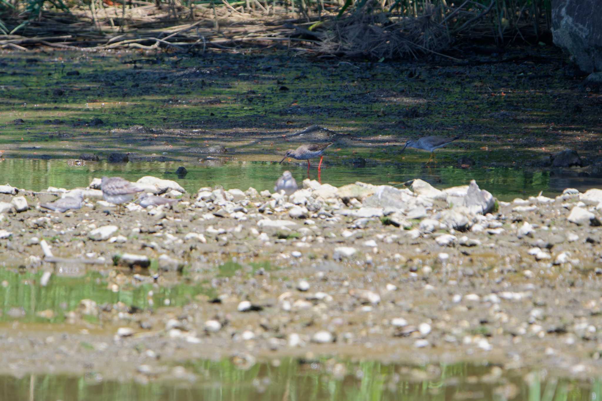 Common Redshank