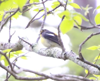 Narcissus Flycatcher 河口湖周辺 Thu, 5/2/2024