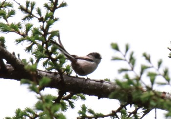 Long-tailed Tit 河口湖周辺 Thu, 5/2/2024