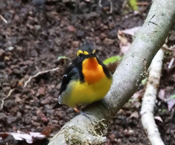 Narcissus Flycatcher 山中湖周辺 Thu, 5/2/2024