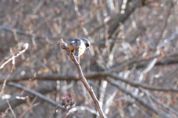 ジョウビタキ 早戸川林道 2019年1月2日(水)