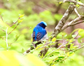 Blue-and-white Flycatcher 山中湖周辺 Thu, 5/2/2024