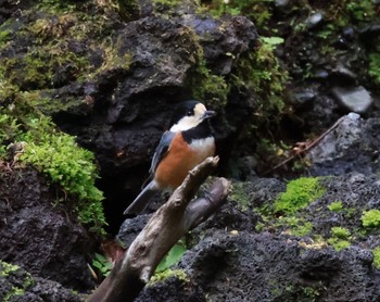 Varied Tit 山中湖周辺 Thu, 5/2/2024