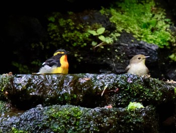 Narcissus Flycatcher 山中湖周辺 Thu, 5/2/2024