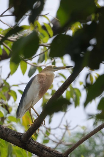Javan Pond Heron Wachirabenchathat Park(Suan Rot Fai) Fri, 5/3/2024