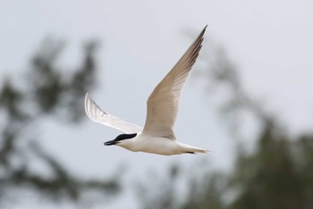 Gull-billed Tern Unknown Spots Fri, 4/26/2024