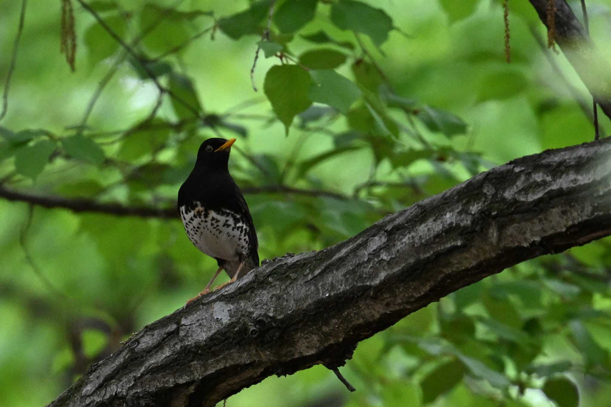 Photo of Japanese Thrush at 山梨県森林公園金川の森(山梨県笛吹市) by servalrose