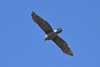 Crested Honey Buzzard 山梨県森林公園金川の森(山梨県笛吹市) Wed, 4/17/2024