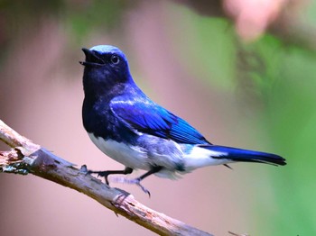 Blue-and-white Flycatcher 近所の里山 Fri, 5/3/2024