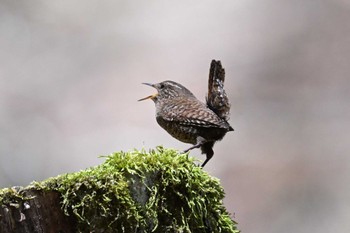 Eurasian Wren Yanagisawa Pass Thu, 4/25/2024