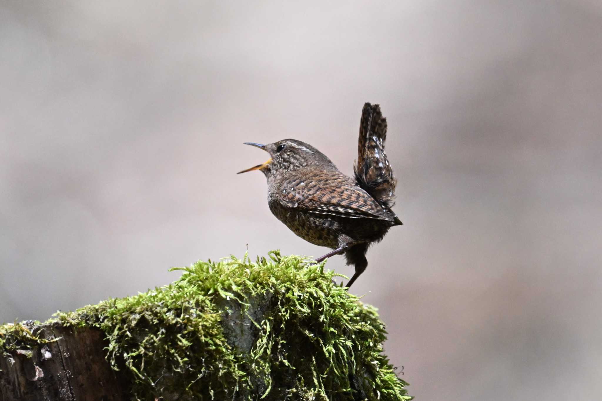 Photo of Eurasian Wren at Yanagisawa Pass by servalrose