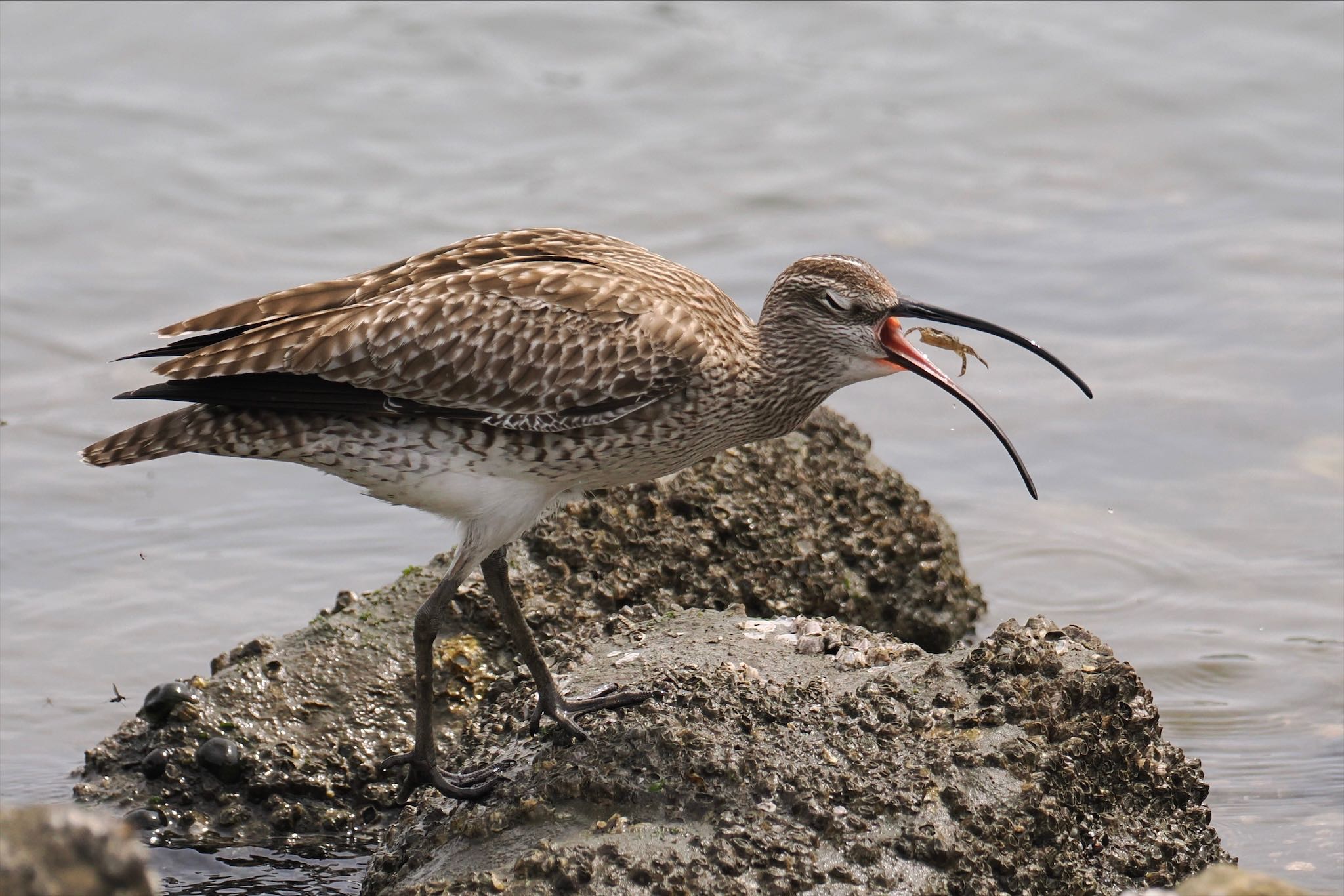 Photo of Eurasian Whimbrel at Tokyo Port Wild Bird Park by とりとり