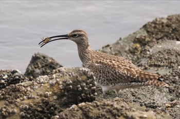 Eurasian Whimbrel Tokyo Port Wild Bird Park Mon, 4/29/2024