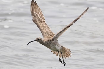 チュウシャクシギ 東京港野鳥公園 2024年4月29日(月)