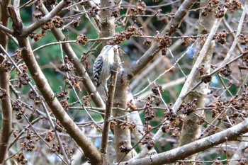 コゲラ 早戸川林道 2019年1月2日(水)