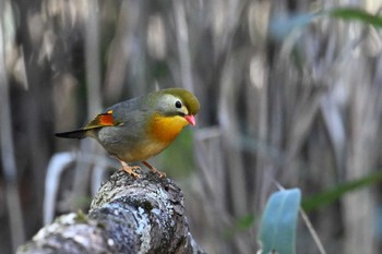 Red-billed Leiothrix Yanagisawa Pass Thu, 4/25/2024