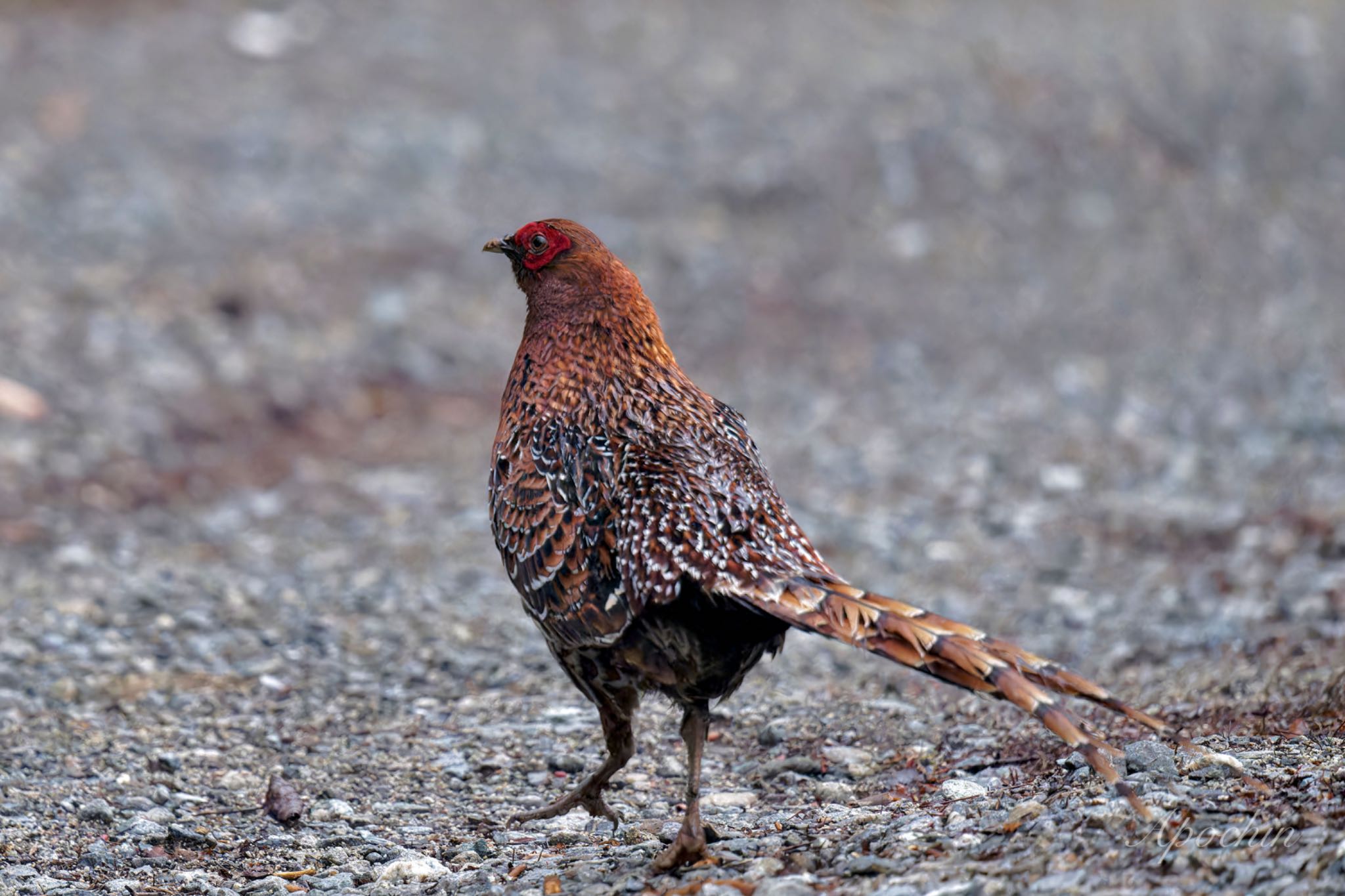 Photo of Copper Pheasant at 大蔵高丸 by アポちん