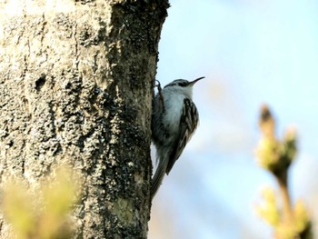 Eurasian Treecreeper Nishioka Park Thu, 5/2/2024