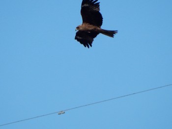 Black Kite 道の駅あいづ湯川・会津坂下 Fri, 5/3/2024