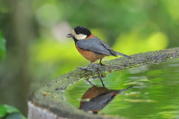 Varied Tit 権現山(弘法山公園) Thu, 5/2/2024