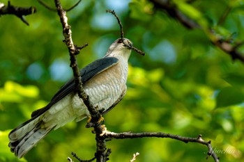 Fri, 5/3/2024 Birding report at 近所