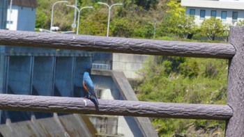 Blue Rock Thrush 布目ダム Sun, 4/28/2024