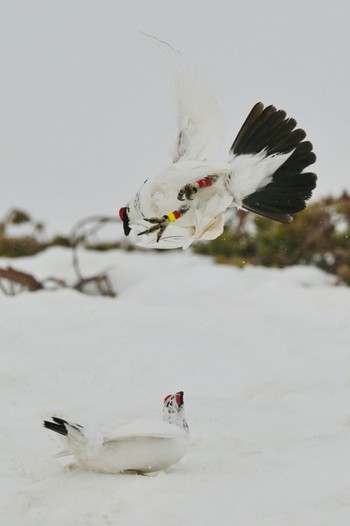 Rock Ptarmigan Unknown Spots Mon, 4/22/2024