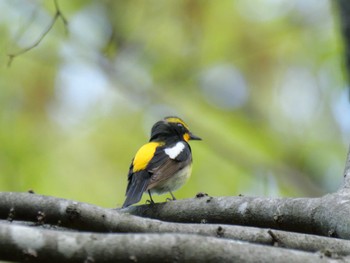 Narcissus Flycatcher 秩父 Thu, 4/25/2024